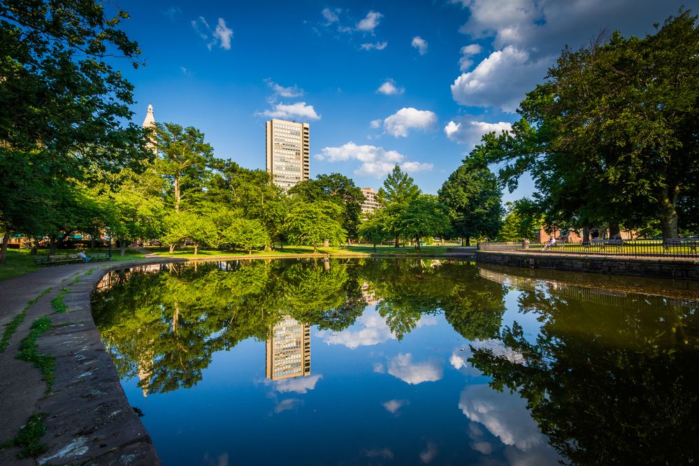 A lily pond at Bushnell Park