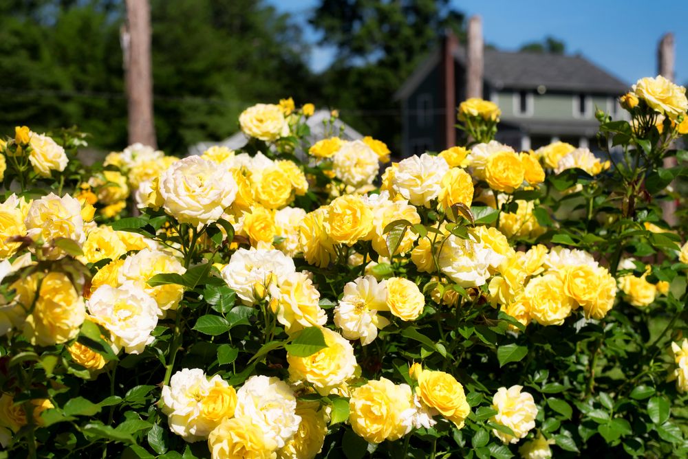 Pretty roses at Elizabeth Park