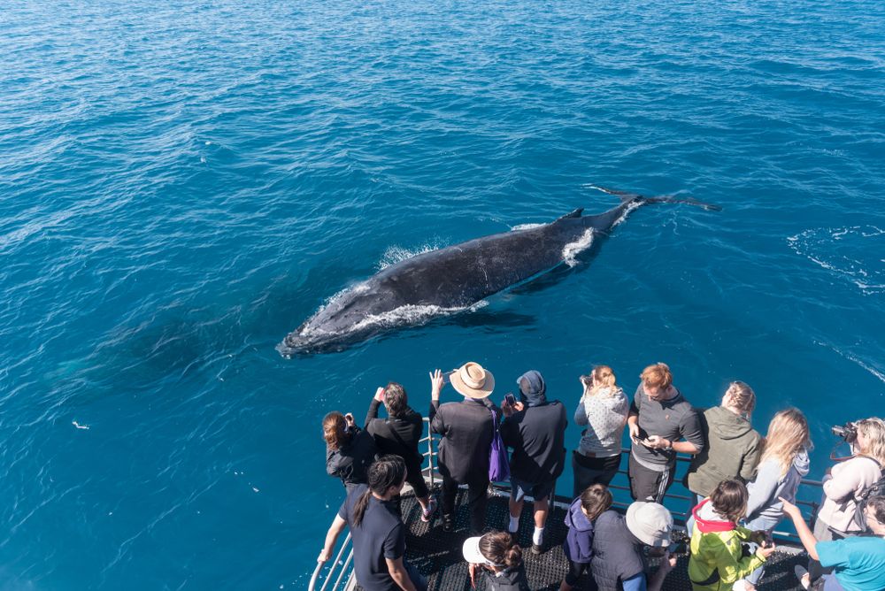 Tourist watching a whale
