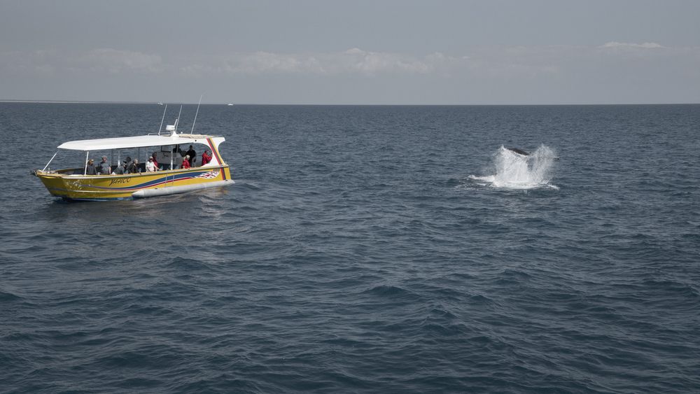 Whale Watching boat tour