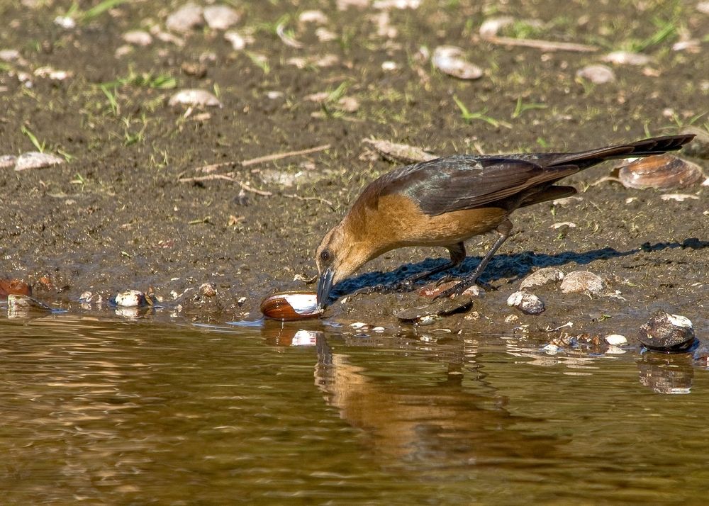 A bird at Cockroach Bay Nature Preserve