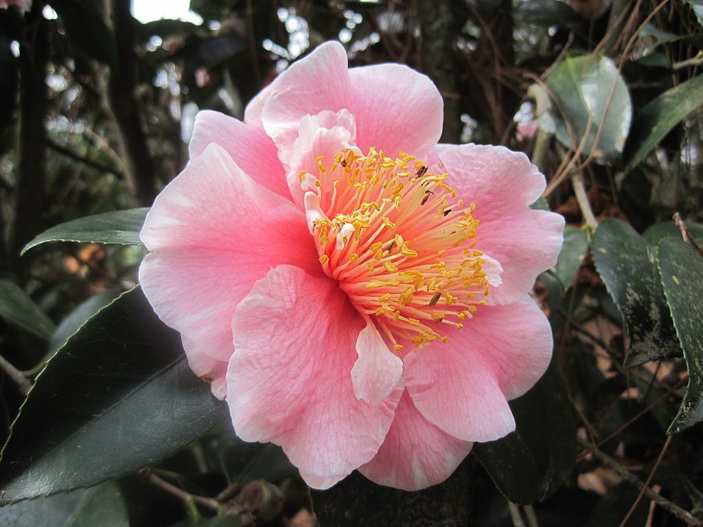 Fully-bloomed flower at Massee Lane Gardens