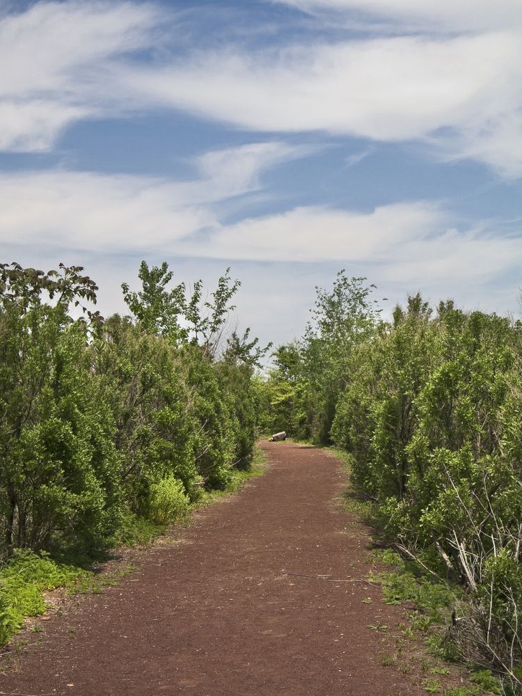 Trail at Mill Creek Marsh
