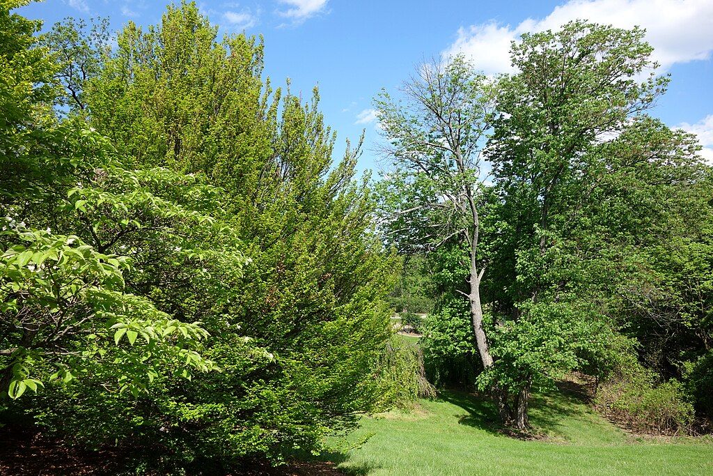 Lush greenery at Mt. Airy Forest