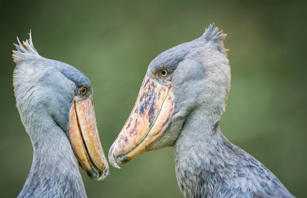 Birds in ZooTampa at Lowry Park