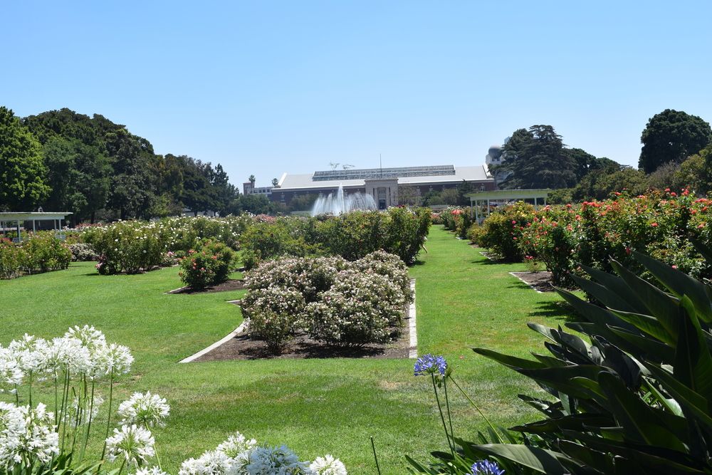 Rose garden of Exposition Park