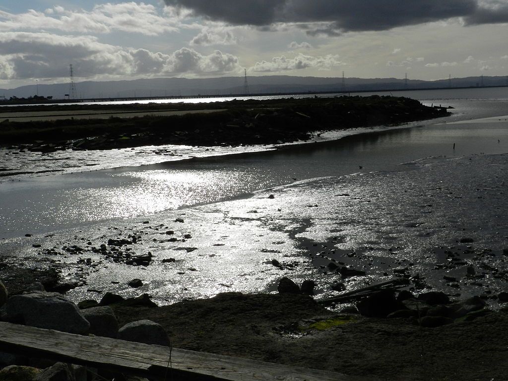 Salt marsh at Hayward Shoreline Interpretive Center
