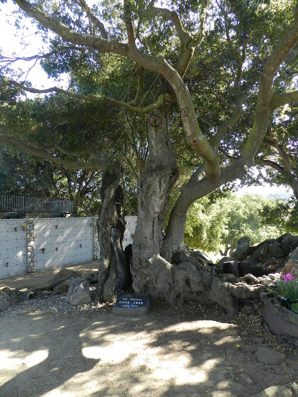 The original lone tree at Lone Tree Cemetery