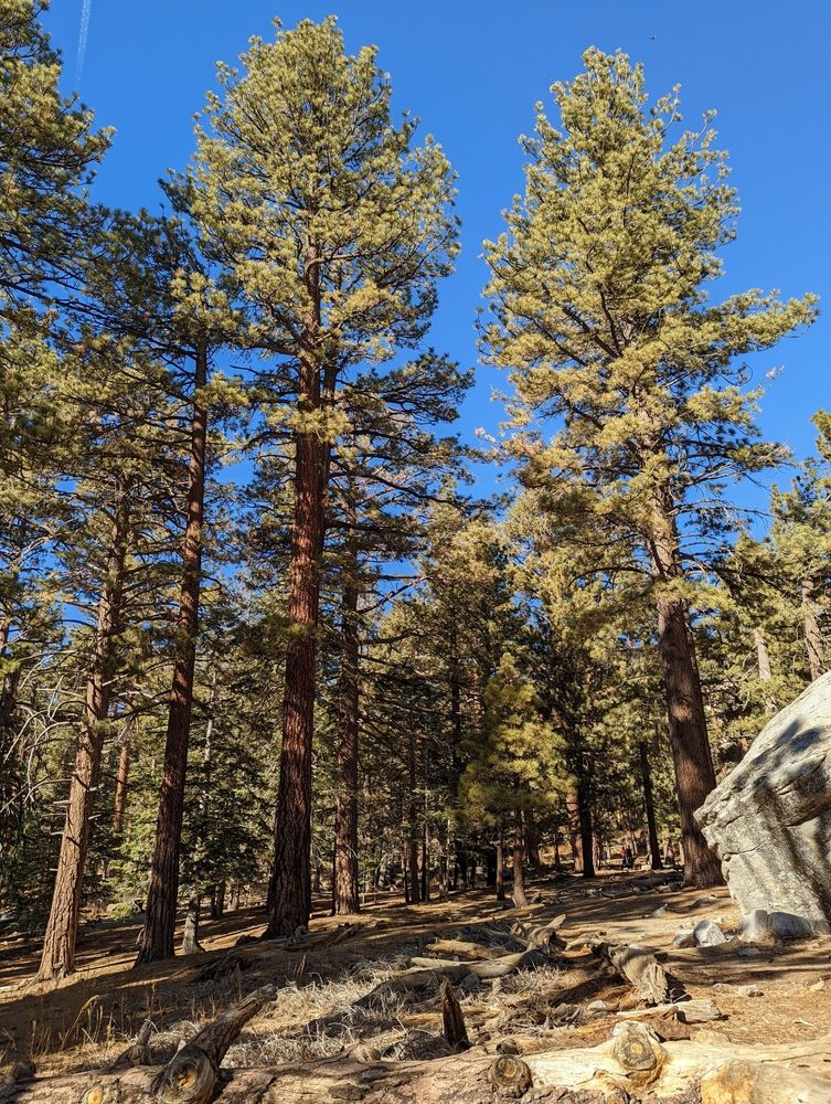 Nature trail at Mount San Jacinto State Park