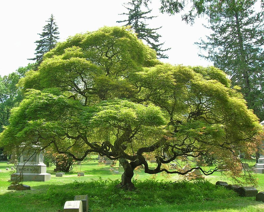 A beautiful japanese tree at Cedar Hill Cemetery