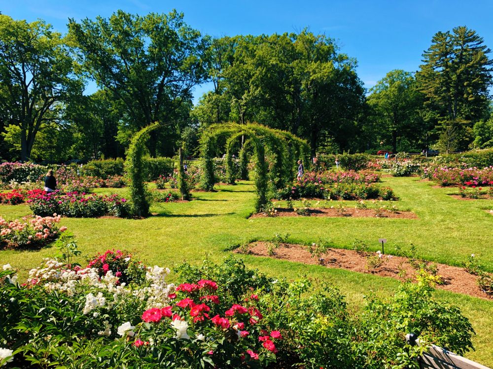 Vibrant flowers at Elizabeth Park