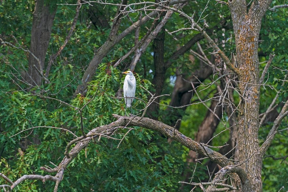 A great egret on a tree at Busse Woods
