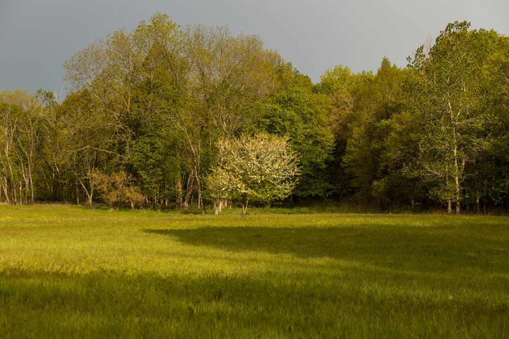 The grounds of Paul Douglas Preserve