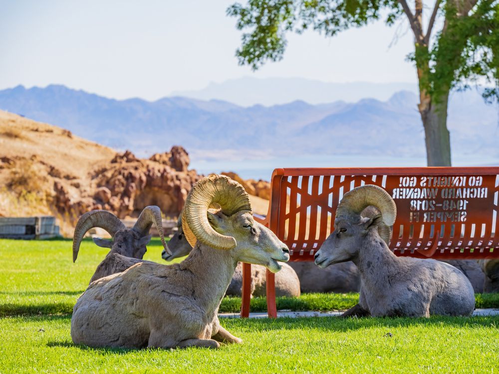 Big horn sheep at Hemenway Park