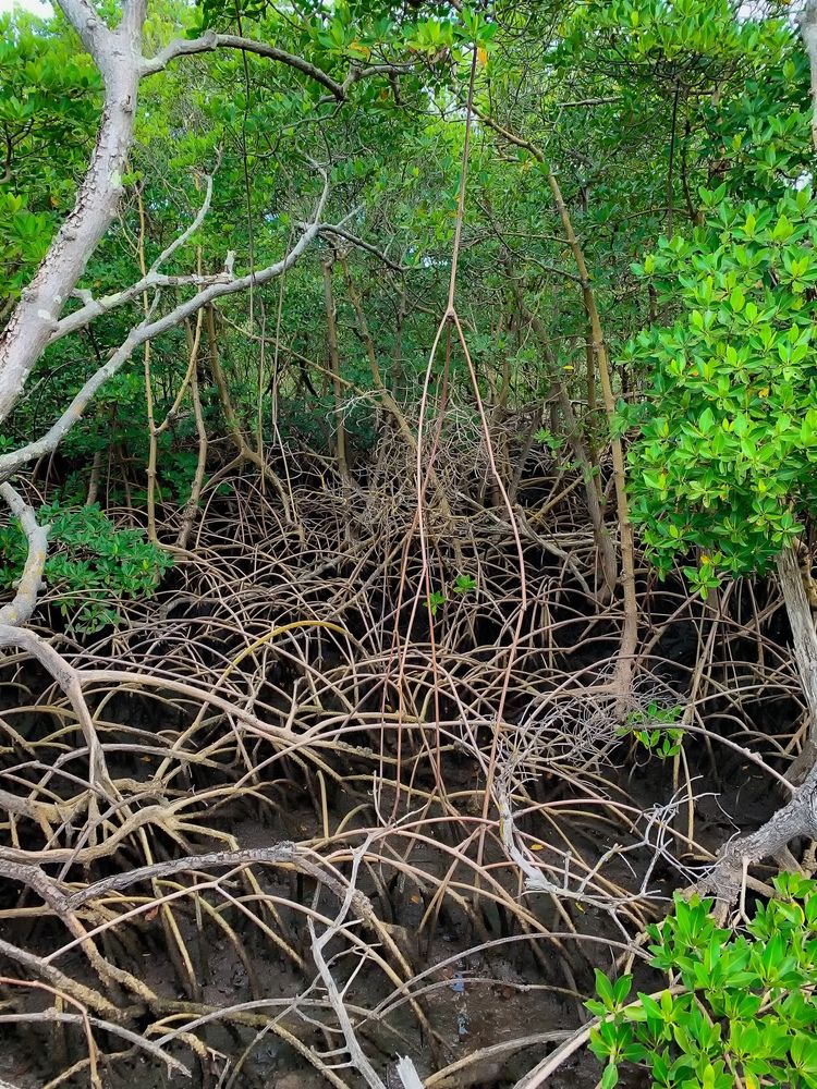 Thick mangroves at Anne Kolb Nature Center