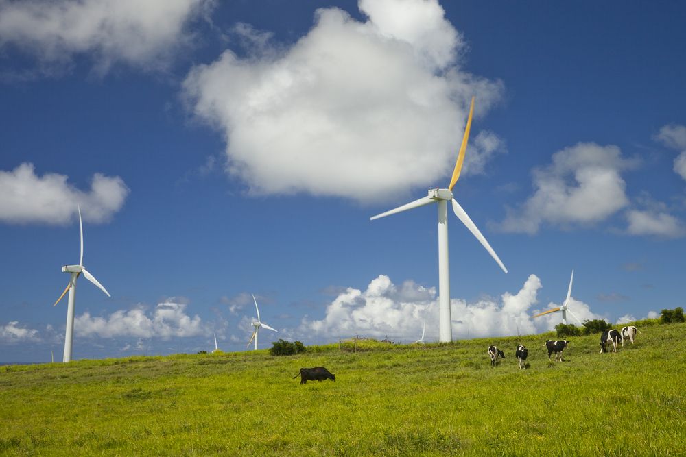 Windmills at Hawi Wind Farm