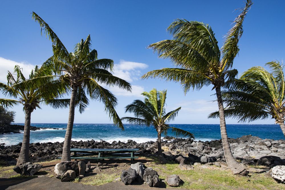 Palm trees at Kapa’a Beach Park