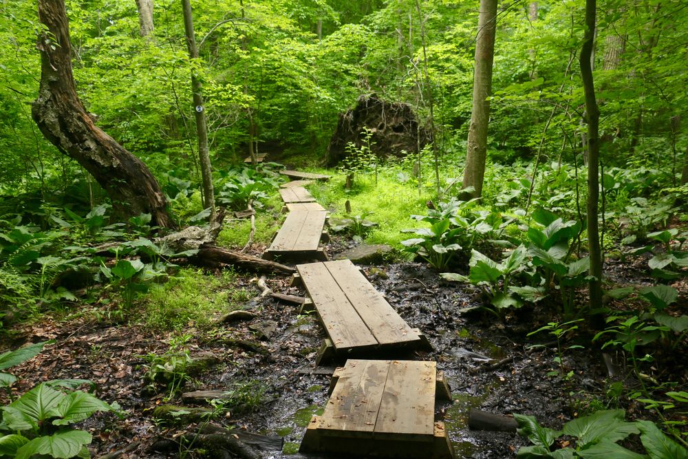 Path trails along Black River County Park.