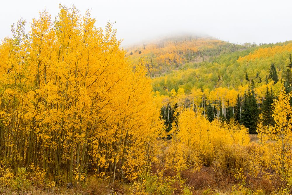 View of Tenderfoot Mountain Trail