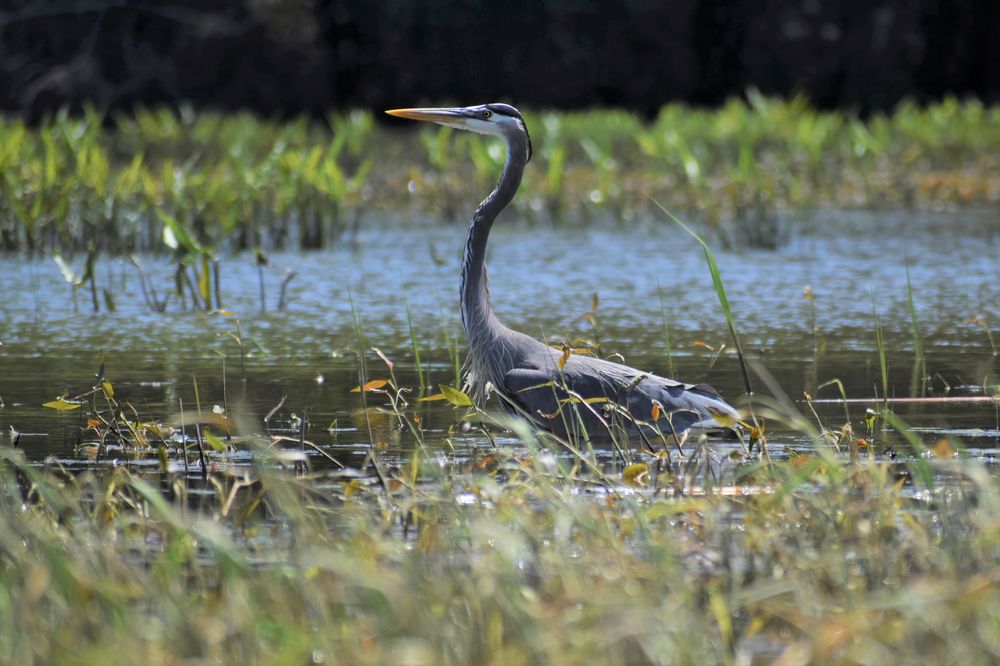 A Bird at Shiawassee National Wildlife Refuge