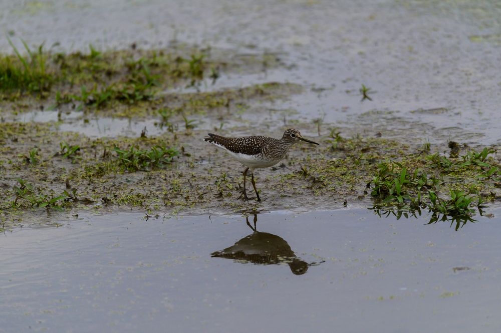 A Bird at Shiawassee National Wildlife Refuge