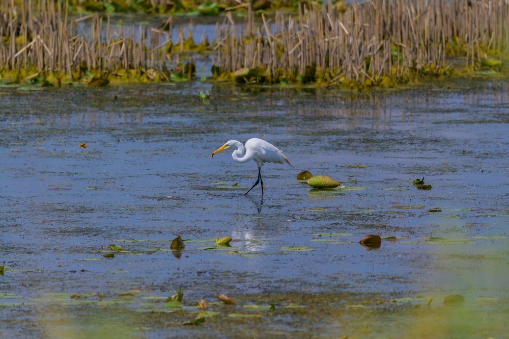 A Bird at Shiawassee National Wildlife Refuge