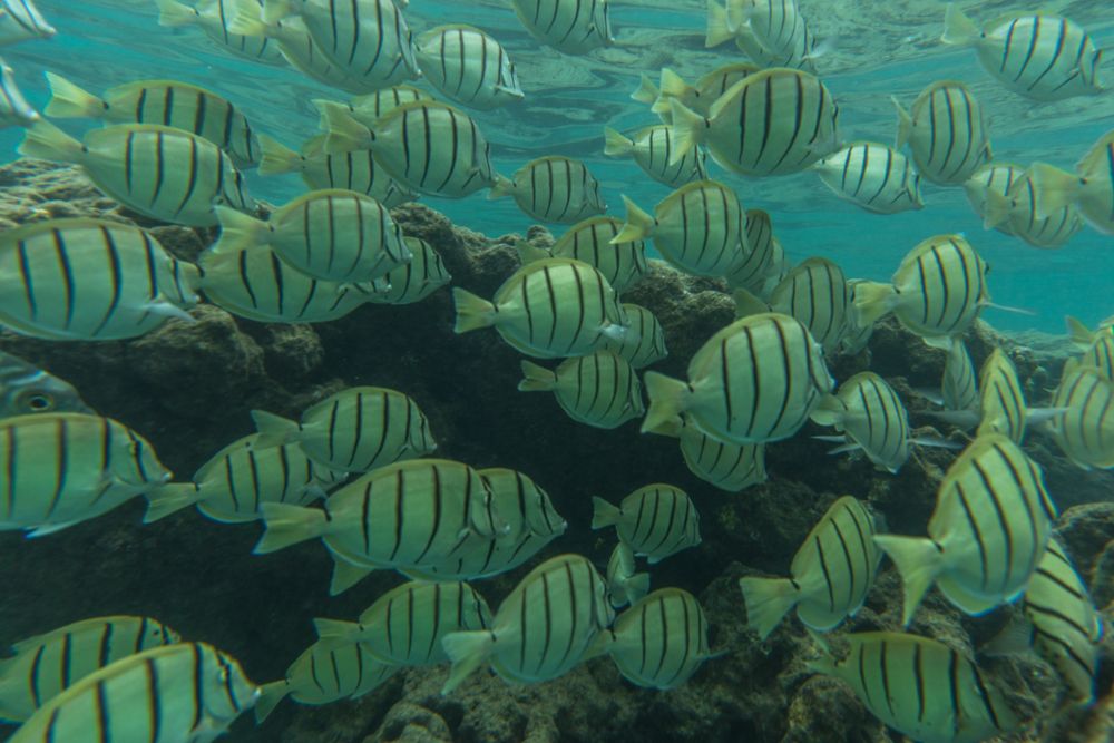 Manini fish on Hanauma Bay State Park's reef