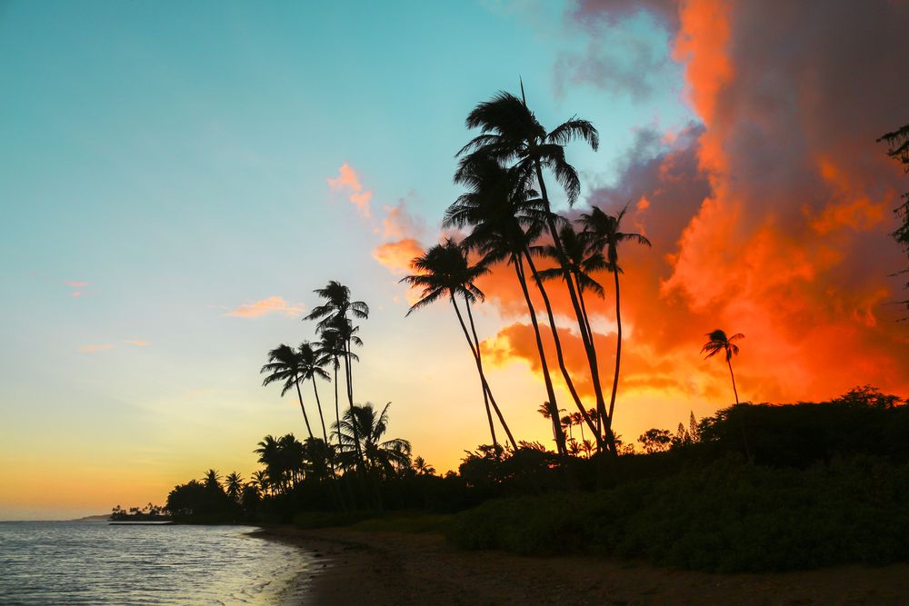 Silhouette of palm trees at Kawaikui Beach Park