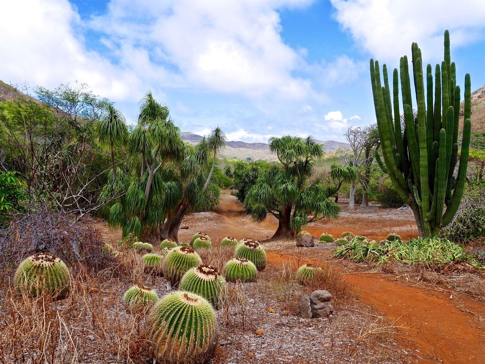 Cacti at Koko Crater Botanical Garden