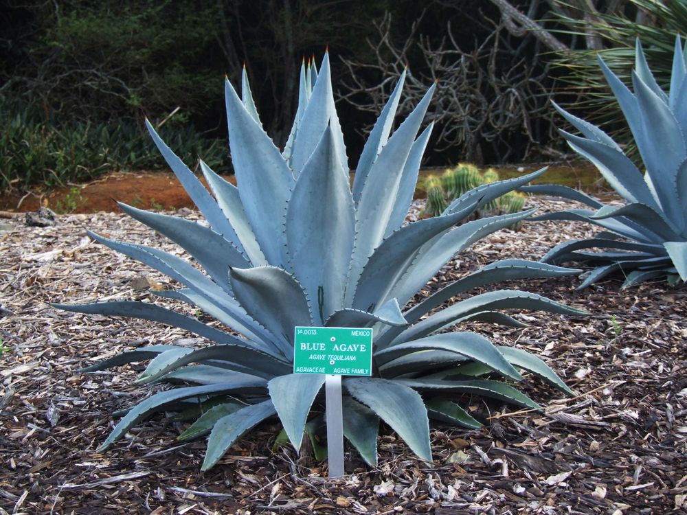Blue agave at Koko Crater Botanical Garden