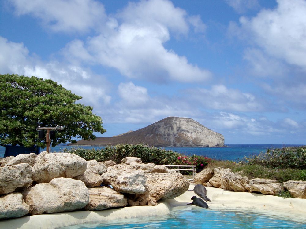 Scenic view from Sea Life Park