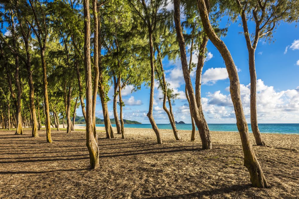 Ironwood trees at Waimanalo Beach