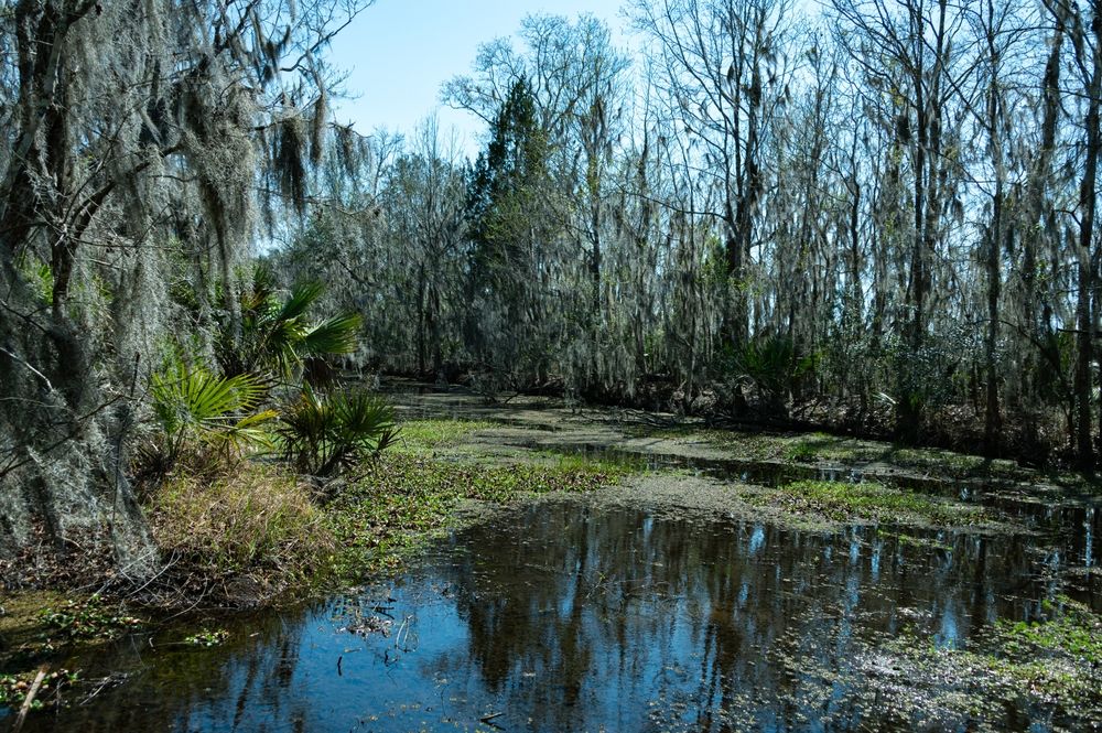 Mashes at Mandalay National Wildlife Refuge