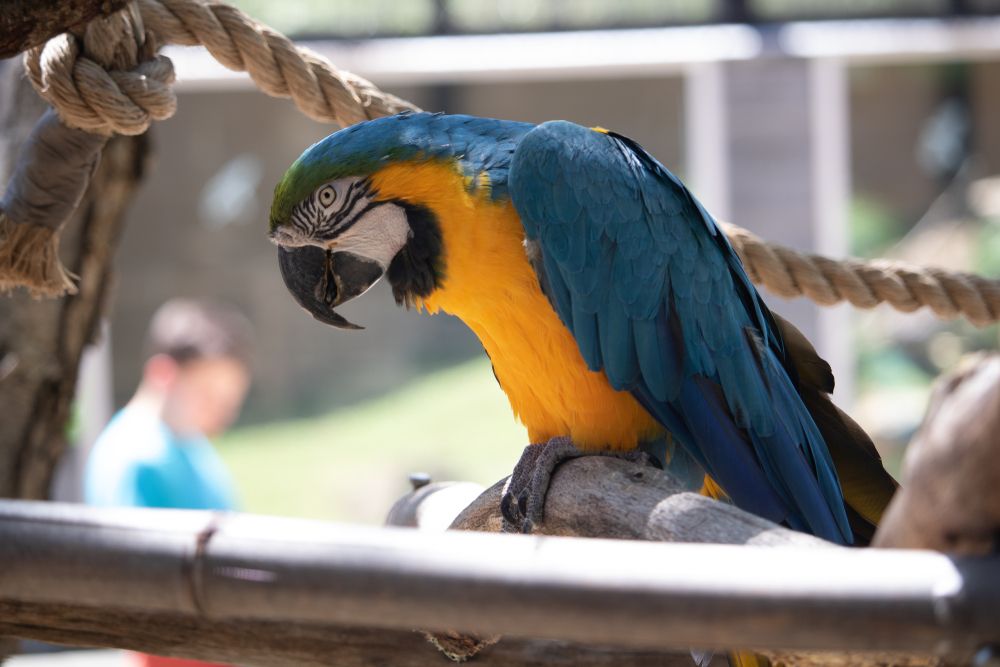 A macaw at Hattiesburg Zoo