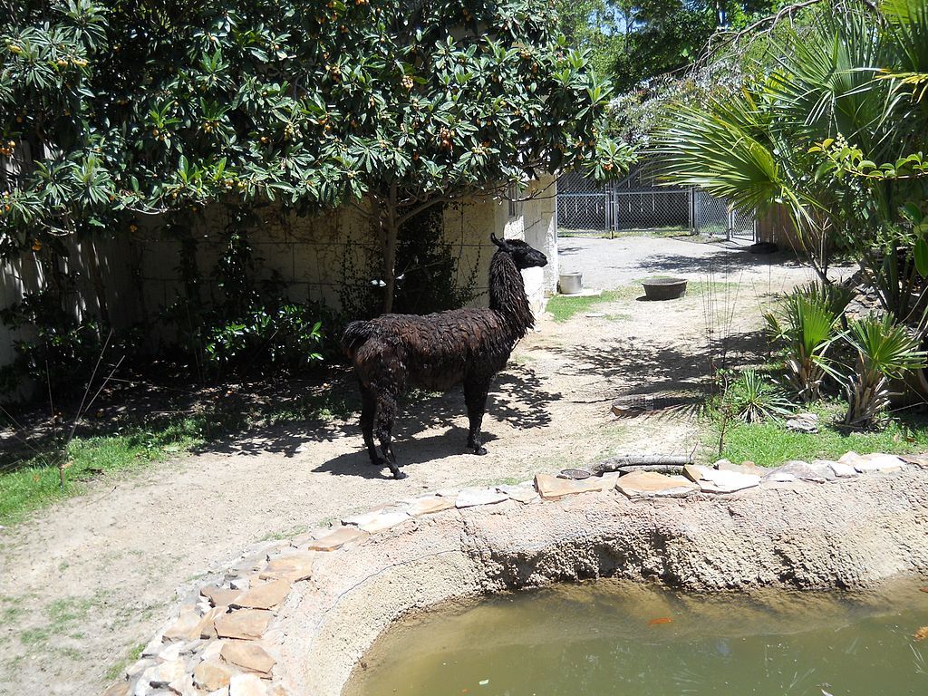 A llama at Hattiesburg Zoo