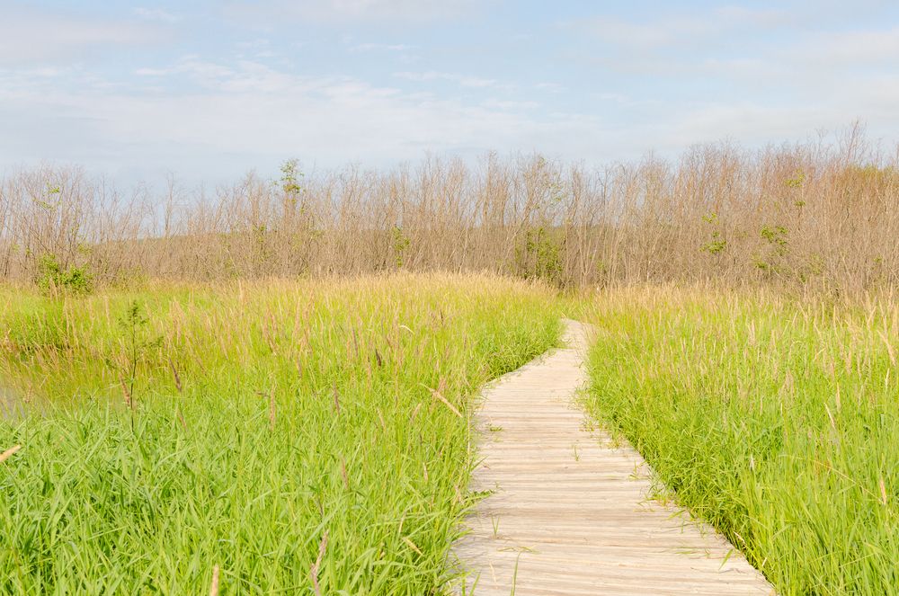 Boardwalk of Nara Nature Park