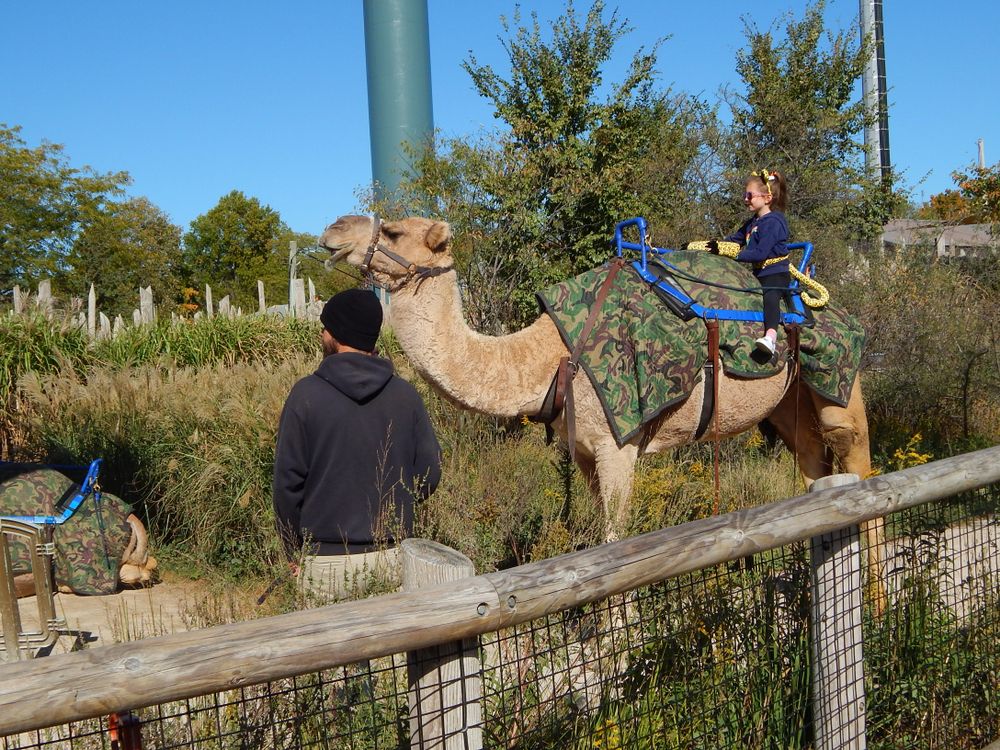 Camel ride in Columbus Zoo and Aquarium