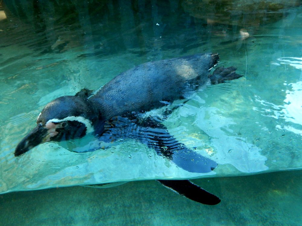 A swimming penguin in Columbus Zoo and Aquarium