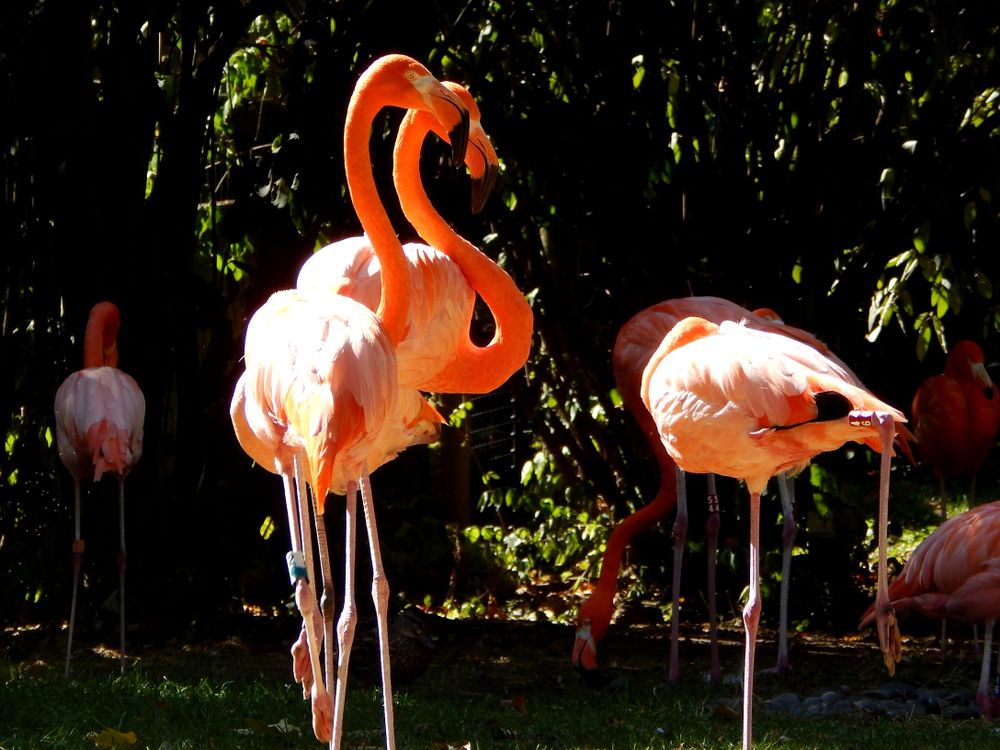 Pretty flamingos in Columbus Zoo and Aquarium