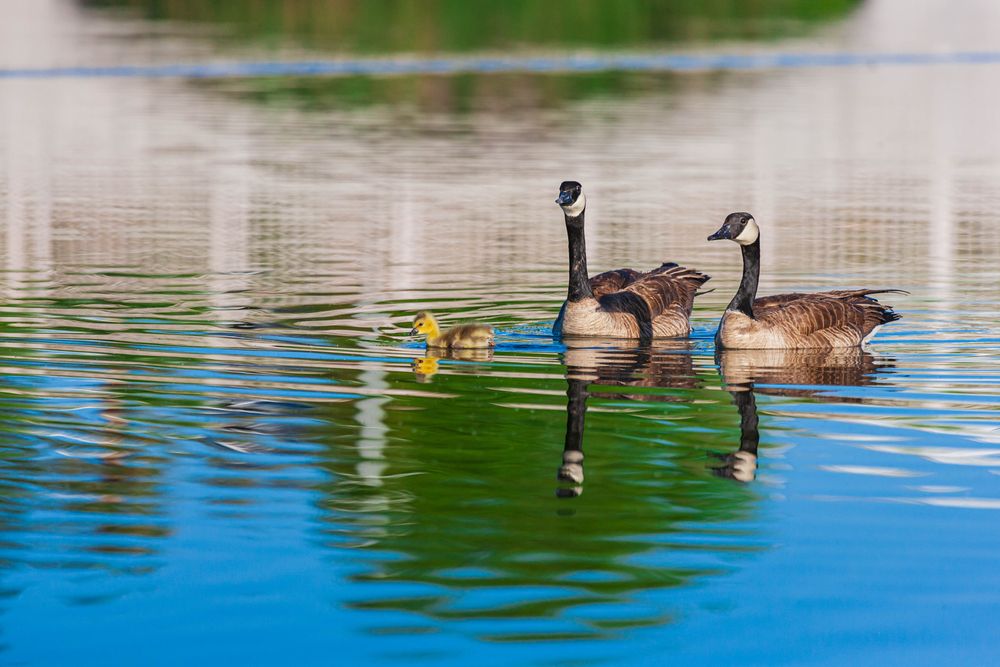 Geese on Cornerstone Park's lake