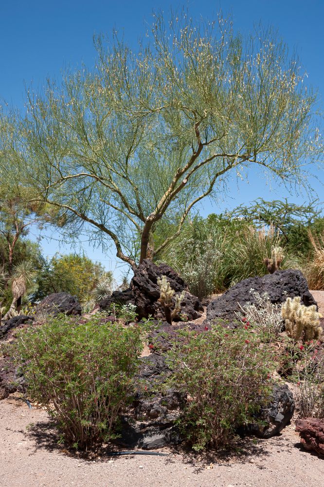 A tree at Ethel M Botanical Cactus Garden