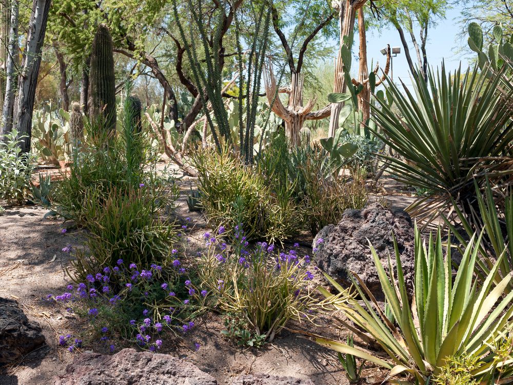 Desert flowers at Ethel M Botanical Cactus Garden