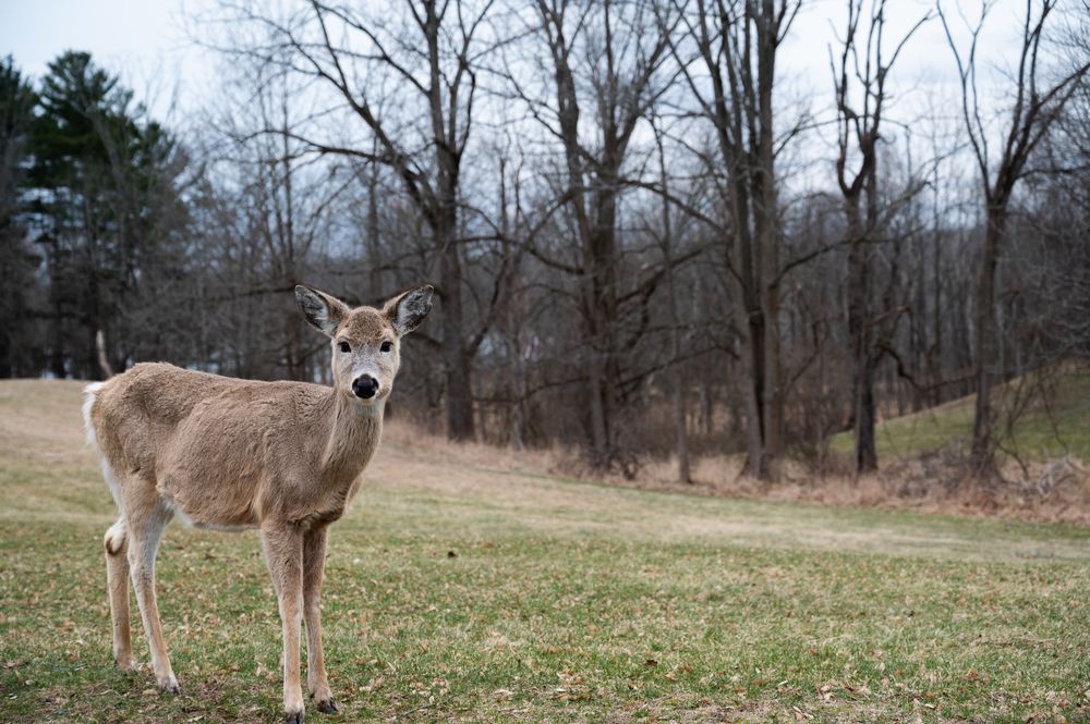 A deer at Mendon Ponds Park