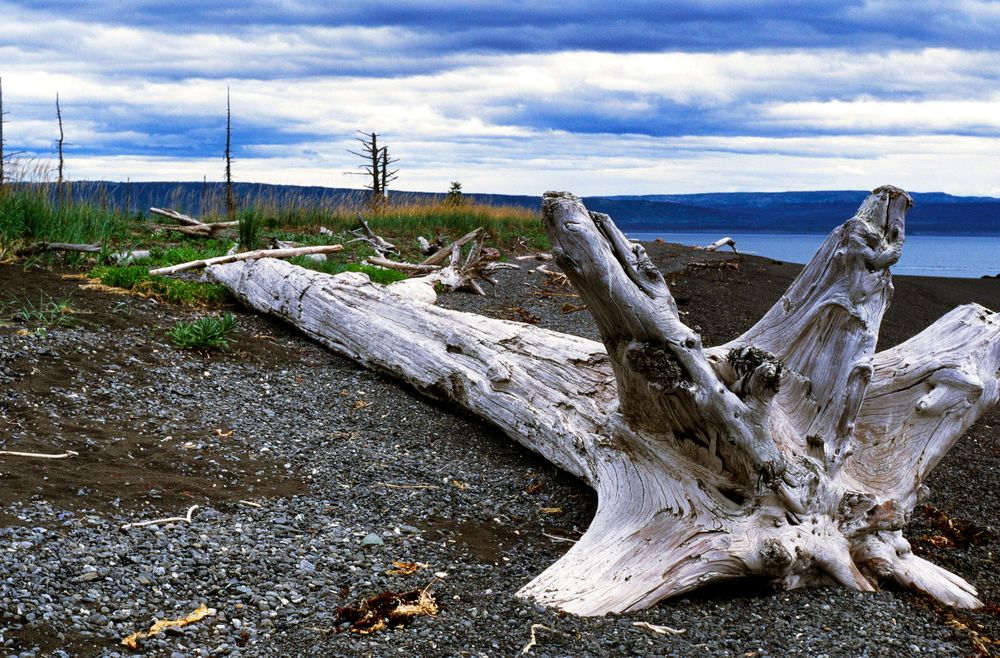A driftwood at Kachemak Bay State Park