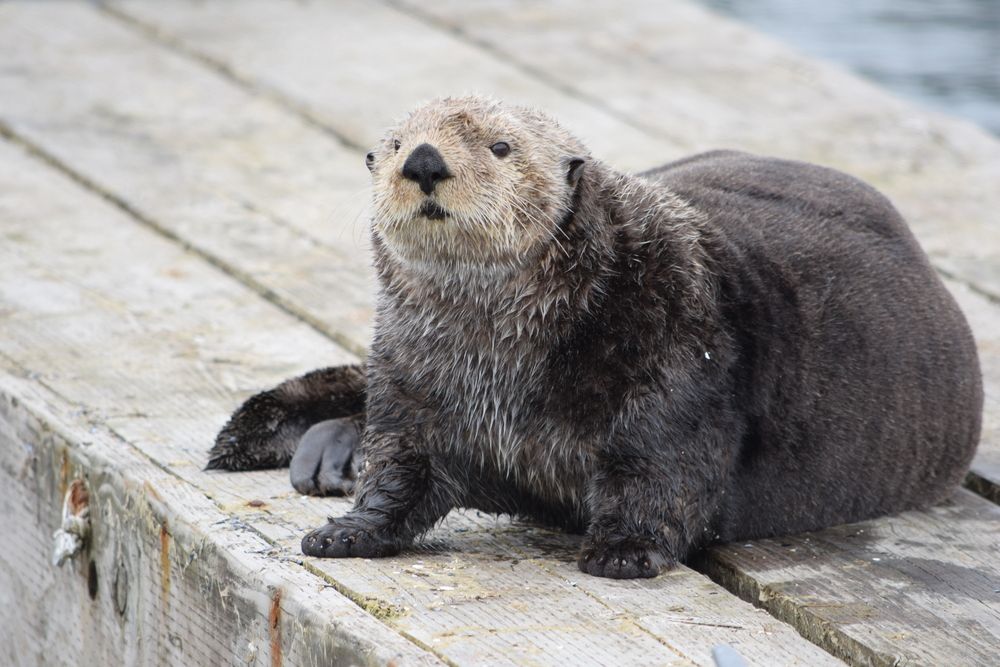 A sea otter at Seldovia