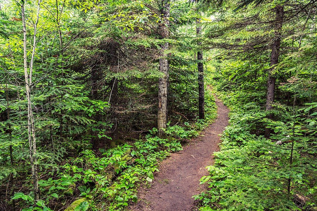 View of Honeymoon bluff trail