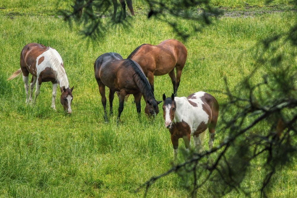 Horses in Great Smoky Mountains of Tennessee