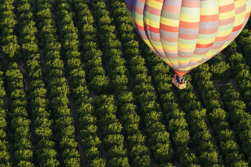 Hot air balloon flying over a vineyard in Temecula