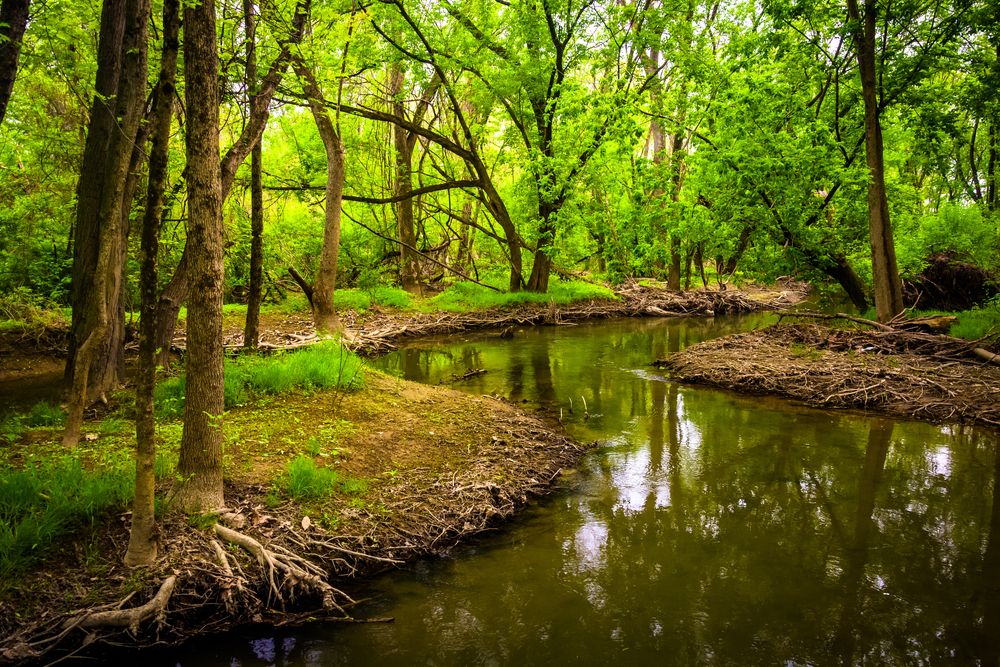 A stream at Wildwood Park