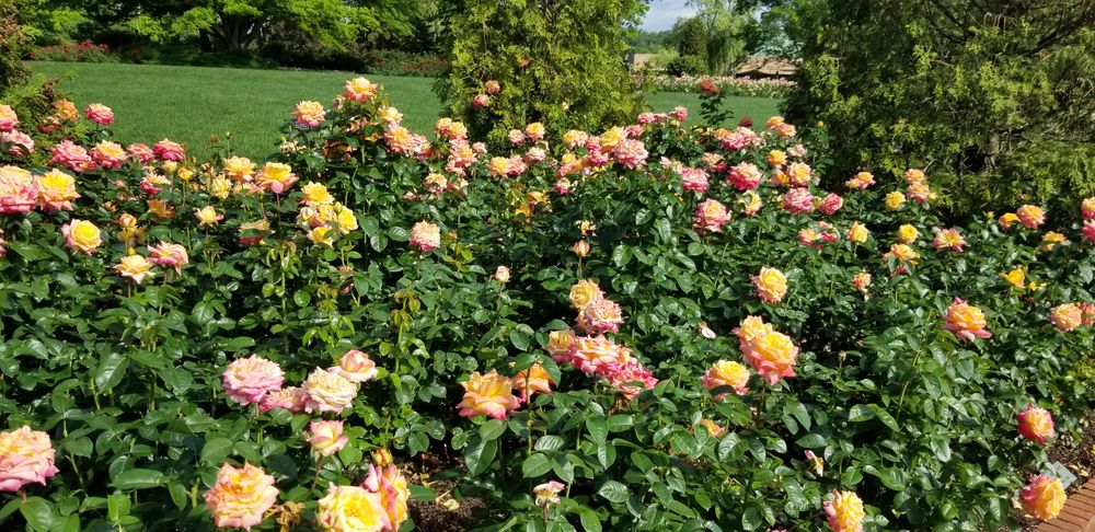 Rose garden at Chicago Botanic Garden